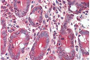 Anti-GLP2R antibody  ABIN1048669 IHC staining of human small intestine. (GLP2R anticorps  (C-Term))