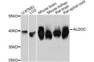 Western blot analysis of extracts of various cell lines, using ALDOC Antibody (ABIN5997226) at 1:3000 dilution. (ALDOC anticorps)