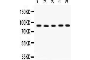 Western Blotting (WB) image for anti-Cullin 1 (CUL1) (AA 457-770) antibody (ABIN3042777) (Cullin 1 anticorps  (AA 457-770))