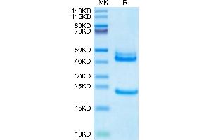 Biotinylated Human IL-23 alpha&IL-12 beta on Tris-Bis PAGE under reduced condition.