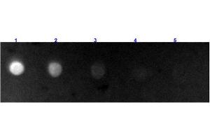 Dot Blot (DB) image for Rabbit anti-Cow IgG (Heavy & Light Chain) antibody (FITC) - Preadsorbed (ABIN100903)