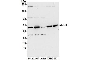 Western Blotting (WB) image for anti-Ornithine Aminotransferase (OAT) (AA 25-75) antibody (ABIN7450521)