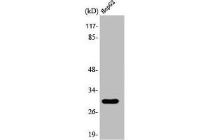 Western Blot analysis of Jurkat cells using 14-3-3 ε Polyclonal Antibody