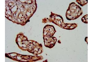 IHC image of ABIN7172889 diluted at 1:300 and staining in paraffin-embedded human placenta tissue performed on a Leica BondTM system.