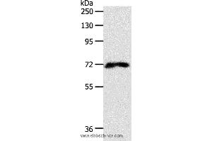 Western blot analysis of 293T cell, using FZD1 Polyclonal Antibody at dilution of 1:500 (FZD1 anticorps)
