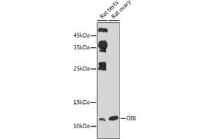 Western blot analysis of extracts of various cell lines, using DBI antibody (ABIN6127407, ABIN6139420, ABIN6139422 and ABIN6217234) at 1:1000 dilution. (Diazepam Binding Inhibitor anticorps  (AA 1-114))