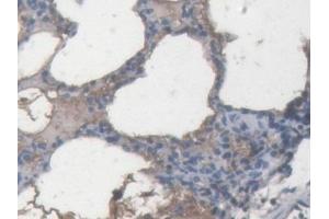 IHC-P analysis of Pig Lung Tissue, with DAB staining. (APOA2 anticorps  (AA 19-100))