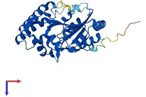 AlphaFold protein structure predicition of Mouse Recombinant Nt5c3b Protein, UniprotID Q3UFY7