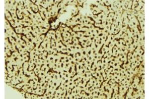 ABIN6278674 at 1/100 staining Mouse liver tissue by IHC-P. (DYRK3 anticorps  (Internal Region))