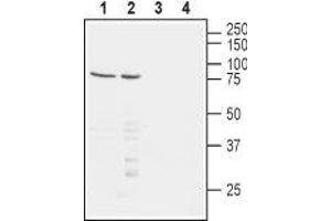 Western blot analysis of human Jurkat T-cell leukemia (lanes 1 and 3) and human MEG-01 chronic myelogenous leukemia (lanes 2 and 4) cell lysates: - 1,2. (PVRL1 anticorps  (Extracellular, N-Term))