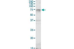 GAD2 MaxPab rabbit polyclonal antibody.