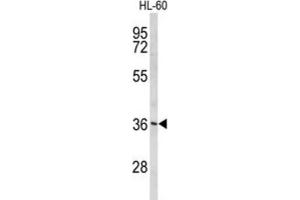 Western Blotting (WB) image for anti-Peroxisomal Biogenesis Factor 14 (PEX14) antibody (ABIN3004052) (PEX14 anticorps)