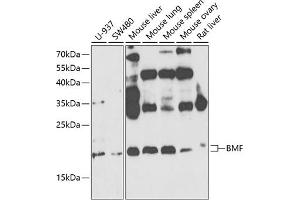 Western blot analysis of extracts of various cell lines, using BMF antibody (ABIN6127487, ABIN6137587, ABIN6137589 and ABIN6221479) at 1:1000 dilution.