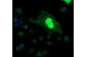Image no. 5 for anti-V-Ets Erythroblastosis Virus E26 Oncogene Homolog 2 (ETS2) (AA 90-349) antibody (ABIN1491702) (ETS2 anticorps  (AA 90-349))