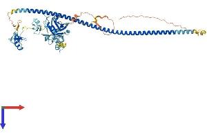 AlphaFold protein structure predicition of Human Recombinant BRAP Protein, UniprotID Q7Z569