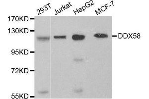 Western blot analysis of extracts of various cell lines, using DDX58 antibody.