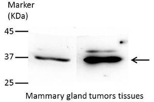 WB Image Sample(30 ug whole cell lysate) A:293T 12% SDS PAGE antibody diluted at 1:1000 (AKR7A3 anticorps)