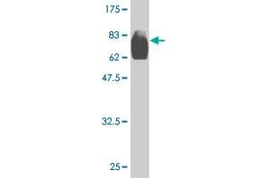 Western Blot detection against Immunogen (83. (OXSR1 anticorps  (AA 1-527))