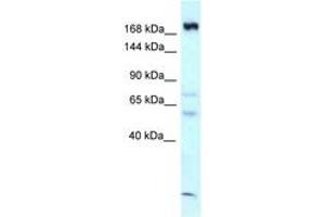 Image no. 1 for anti-Calmodulin Regulated Spectrin Associated Protein 1 (CAMSAP1) (AA 1290-1339) antibody (ABIN6747770) (CAMSAP1 anticorps  (AA 1290-1339))