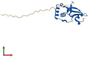 AlphaFold protein structure predicition of Human Recombinant SRXN1 Protein, UniprotID Q9BYN0