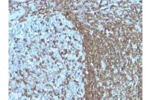 Immunohistochemical staining (Formalin-fixed paraffin-embedded sections) of human tonsil with ICAM3 monoclonal antibody, clone ICAM3/1019 . (ICAM-3/CD50 anticorps)