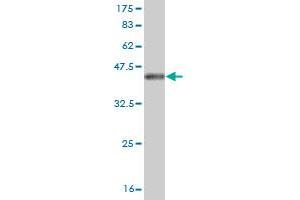 Western Blot detection against Immunogen (36.