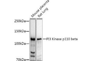 Western blot analysis of extracts of various cell lines, using PI3 Kinase p110 beta antibody (ABIN3021219, ABIN3021220, ABIN3021221 and ABIN6214072) at 1:1000 dilution. (PIK3CB anticorps  (AA 771-1070))