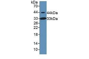Detection of INHbB in Rat Serum using Polyclonal Antibody to Inhibin Beta B (INHbB) (INHBB anticorps  (AA 297-411))