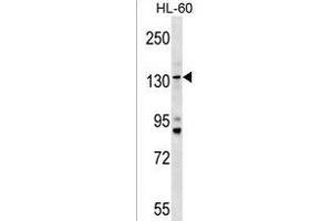 TMC5 Antibody (Center) (ABIN1538112 and ABIN2849569) western blot analysis in HL-60 cell line lysates (35 μg/lane).