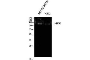 Western Blot (WB) analysis of Mouse Brain, K562 cells using Neuregulin-3 Polyclonal Antibody.