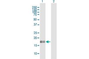 Western Blot analysis of BAALC expression in transfected 293T cell line by BAALC MaxPab polyclonal antibody. (BAALC anticorps  (AA 1-145))