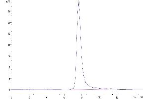 The purity of Cynomolgus Fc gamma RIII is greater than 95 % as determined by SEC-HPLC. (Fc gamma RII (CD32) (AA 17-208) protein (His tag))