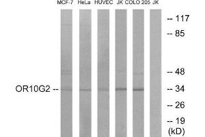 Western Blotting (WB) image for anti-Olfactory Receptor, Family 10, Subfamily G, Member 2 (OR10G2) (C-Term) antibody (ABIN1853098) (OR10G2 anticorps  (C-Term))