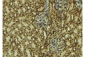 ABIN6273754 at 1/100 staining Mouse kidney tissue by IHC-P.