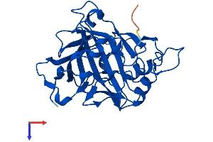 AlphaFold protein structure predicition of Human Recombinant CA7 Protein, UniprotID P43166