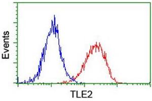 Image no. 3 for anti-Transducin-Like Enhancer Protein 2 (TLE2) antibody (ABIN1501408) (TLE2 anticorps)