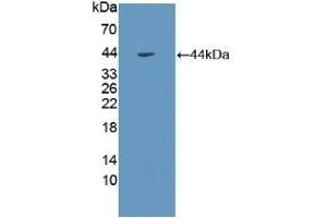 Detection of Recombinant GHR, Human using Polyclonal Antibody to Growth Hormone Receptor (GHR) (Growth Hormone Receptor anticorps  (AA 315-574))