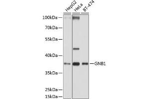 Western blot analysis of extracts of various cell lines, using GNB1 antibody (ABIN6129389, ABIN6141219, ABIN6141220 and ABIN6219000) at 1:1000 dilution.