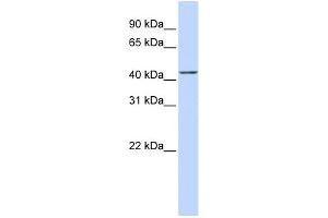 WB Suggested Anti-ACTR2 Antibody Titration:  0.
