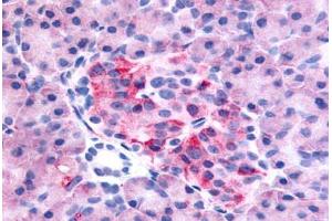 Anti-GPR35 antibody  ABIN1048806 IHC staining of human pancreas. (GPR35 anticorps  (C-Term))