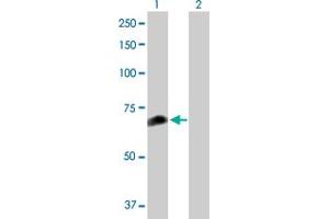 Western Blot analysis of FANCC expression in transfected 293T cell line by FANCC MaxPab polyclonal antibody. (FANCC anticorps  (AA 1-558))