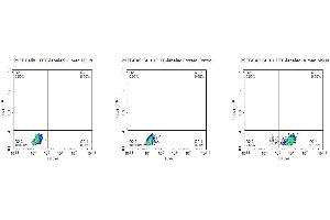 FACS Analysis of Anti-MSLN CAR Expression.