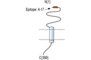 anti-Stomatin (EPB72)-Like 1 (STOML1) (AA 4-17), (Extracellular), (N-Term) antibody