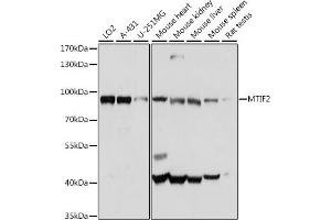 Western blot analysis of extracts of various cell lines, using MTIF2 antibody (ABIN7268591) at 1:1000 dilution. (MTIF2 anticorps  (AA 428-727))