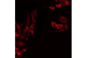 ABIN6275243 staining Hela by IF/ICC. (MRPL39 anticorps  (C-Term))