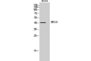 Western Blotting (WB) image for anti-Mortality Factor 4 Like 1 (MORF4L1) (Internal Region) antibody (ABIN3185629) (MORF4L1 anticorps  (Internal Region))