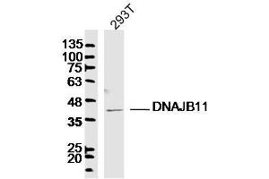 293T lysates probed with DNAJB11 Polyclonal Antibody, Unconjugated  at 1:300 dilution and 4˚C overnight incubation.