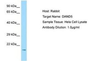 Image no. 1 for anti-DAN Domain Family, Member 5 (DAND5) (N-Term) antibody (ABIN6750048) (DAND5 anticorps  (N-Term))