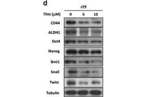 Thiostrepton suppresses tumor sphere- and colony-formation potentials of HCT-15 and HT-29 cells as well as the expression of factors involved in stemness maintenance.