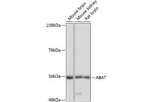 Western blot analysis of extracts of various cell lines using ABAT Polyclonal Antibody at dilution of 1:1000. (ABAT anticorps)